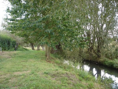 Les saules de la Selle